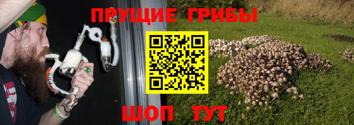 Димитровград  Псилоцибиновые грибы прущие грибы  Галлюциногенные грибы мицелий  Вход с VPN 